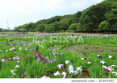 Kitayama Park Iris Garden 85845092
