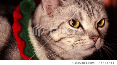 Adorable cute cat in christmas costume getting curious at something. feel boring. Beautiful Closeup portrait shot. Big eyes. Holidays background with warm in winter feeling. 85845233
