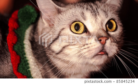 Adorable cute cat in christmas costume getting curious at something. Try to smell it. Beautiful Closeup portrait shot. Big eyes. Holidays background with warm in winter feeling. 85845234