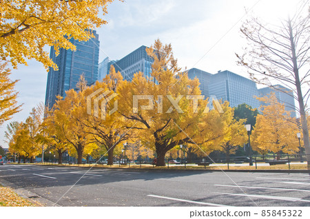 Golden leaves foliage gingko Maidenhair trees in front of high-rise corporate office buildings in late Autumn in Tokyo Japan 85845322