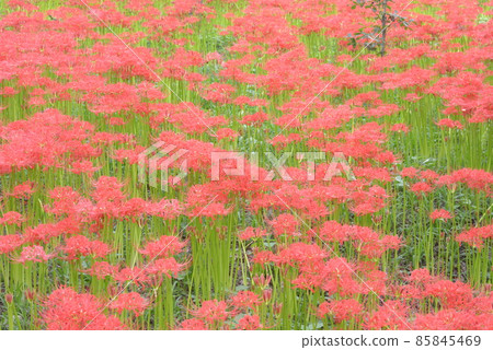 Kinchakuda Kinchakuda 85845469