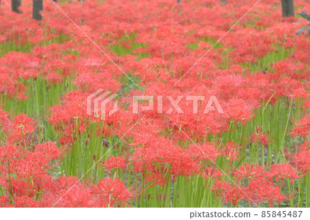 Kinchakuda Kinchakuda 85845487