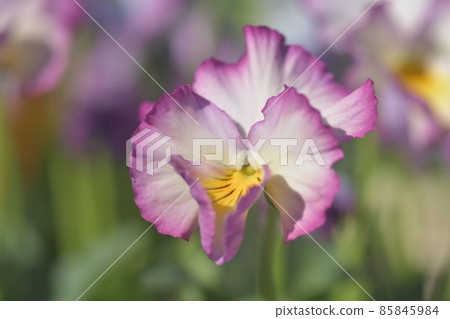 Pansy Viola Ofuna Flower Center Pansy Viola Ofuna Flower Center 85845984