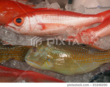 Fish Tropical fish Okinawa market Fish Tropical fish Okinawa market 85846090