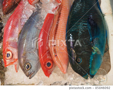 魚 熱帶魚 沖繩市場 85846092