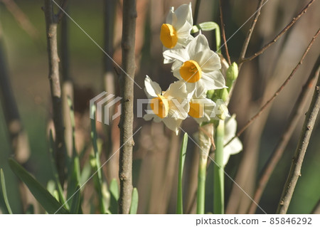 Narcissus Kamakura Ryuhoji Temple 85846292