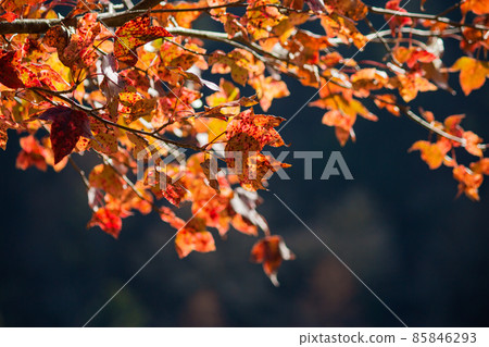 taiwan, winter, season, maple leaf, branch, sunshine 85846293