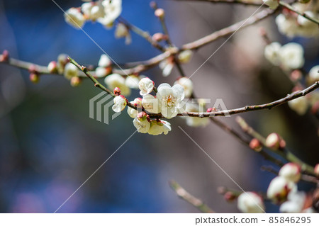 taiwan, winter, season, plum blossom, perseverance, snow white taiwan, winter, season, plum blossom, perseverance, snow white 85846295