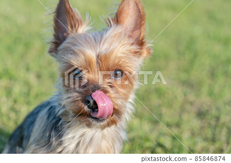 Yorkshire terrier running on the grass in the park 85846874
