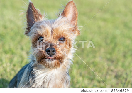 Yorkshire terrier running on the grass in the park 85846879
