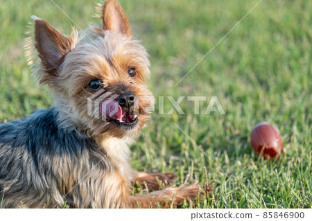 Yorkshire terrier running on the grass in the park 85846900