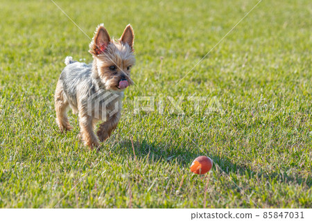約克夏犬在公園草地上奔跑 85847031