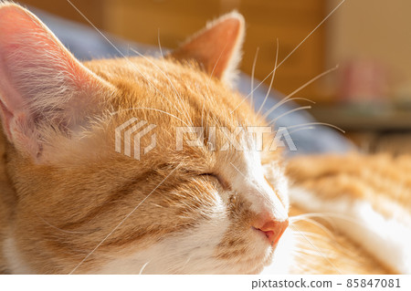 床上睡覺的家貓 85847081