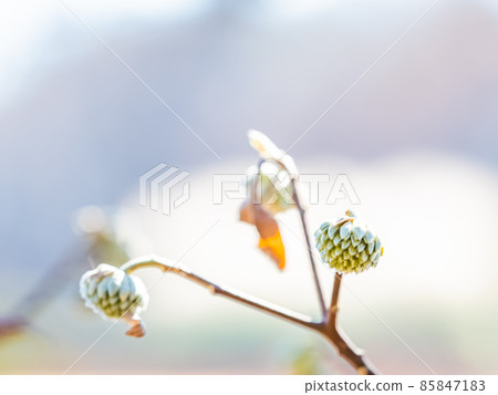 依然堅硬的芽三俁 依然堅硬的芽三俁 85847183