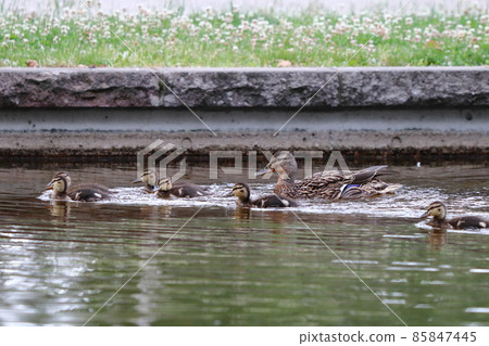 Parent and child of mallard Parent and child of mallard 85847445