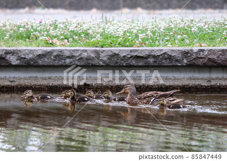 Parent and child of mallard 85847449