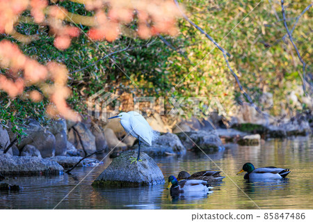 Little egret and ducks on the water 85847486