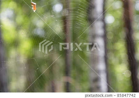 A big spider web in a sunny summer forest A big spider web in a sunny summer forest 85847742