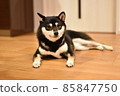 Kuromame Shiba 85847750