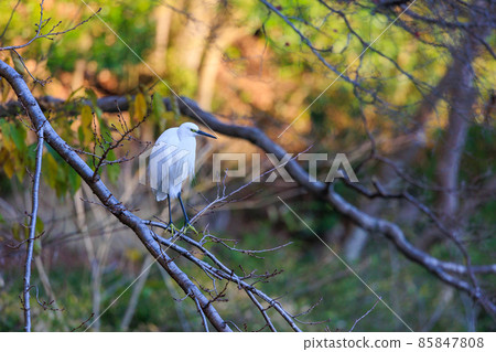 Little egret perching on a tree branch 85847808