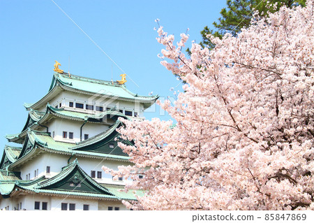 Cherry blossoms in full bloom and scenery of Nagoya Castle Cherry blossoms in full bloom and scenery of Nagoya Castle 85847869