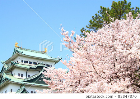 Cherry blossoms in full bloom and scenery of Nagoya Castle Cherry blossoms in full bloom and scenery of Nagoya Castle 85847870