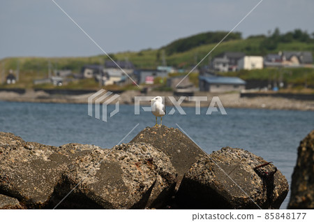 海鷗在北海道漁港附近放鬆 海鷗在北海道漁港附近放鬆 85848177