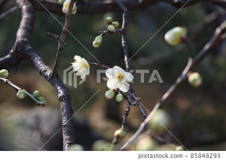 白花花 85848293