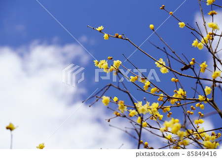 Blue sky, white clouds, Japanese allspice Blue sky, white clouds, Japanese allspice 85849416