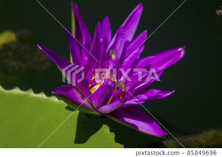Purple Lotus Flower, scientific name Nelumbo nucifera Gaertn., is generally a herbaceous aquatic plant. The roots are in the soil under water. Purple Lotus Flower, scientific name Nelumbo nucifera Gaertn., is generally a herbaceous aquatic plant. The roots are in the soil under water. 85849696