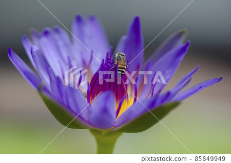 Purple Lotus Flower, scientific name Nelumbo nucifera Gaertn., is generally a herbaceous aquatic plant. The roots are in the soil under water. 85849949