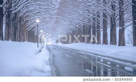 滋賀縣水杉並木雪景 85849995