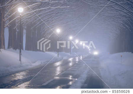 滋賀縣水杉並木雪景 85850026