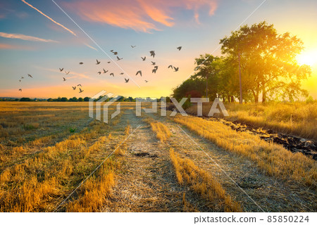 Mowed field at sunset 85850224