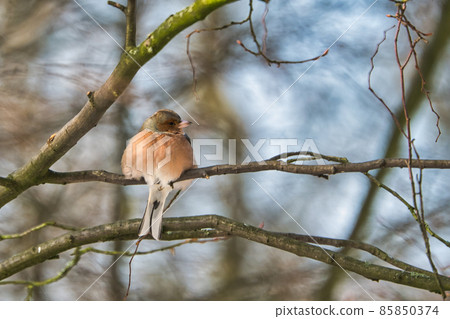 one cold chaffinch on a tree at a sunny and frosty winter day 85850374