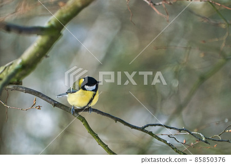 one greathungry great tit in the winter tit on a tree at a cold and sunny winter day one greathungry great tit in the winter tit on a tree at a cold and sunny winter day 85850376