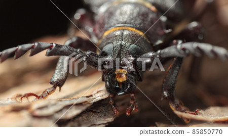 Longhorn beetle en face 85850770