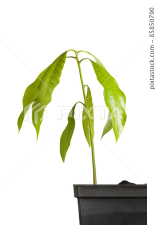 Birth of tree. Fresh green foliage. 85850790