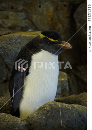 Rockhopper Penguin Aquarium Cute Penguin Kaiyukan Rockhopper Penguin Aquarium Cute Penguin Kaiyukan 85851216