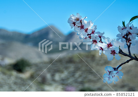 Almond Trees Blooming. Almond Tree Blossom in Early Spring or La 85852121