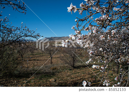 Almond Trees Blooming. Almond Tree Blossom in Early Spring or Late Winter. 85852133