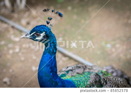 Male Indian peafowl (Pavo cristatus) peacock native to the Indian subcontinent Male Indian peafowl (Pavo cristatus) peacock native to the Indian subcontinent 85852578