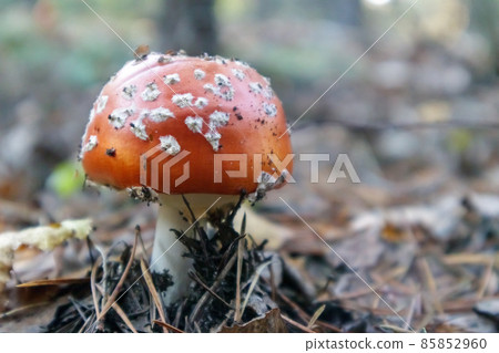 Red fly agaric or toadstool in the grass. Amanita muscaria. Toxic and poisonous mushroom muscimol. The photo was taken against the background of a natural forest. Forest mushrooms. 85852960