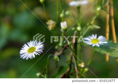 Perennial daisy. Bellis perennis. Chamomile flowers in spring on the lawn. English chamomile, many white flowers with green grass. 85852977