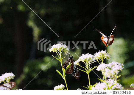 Chestnut tiger on Mt. Maya Chestnut tiger on Mt. Maya 85853456