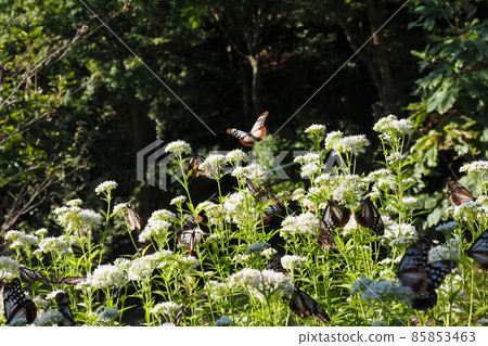 Chestnut tiger on Mt. Maya 85853463
