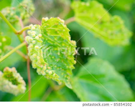 Galls of phylloxera, Viteus vitifoliae, on grape vine leaf. Damaged vinery 85854102