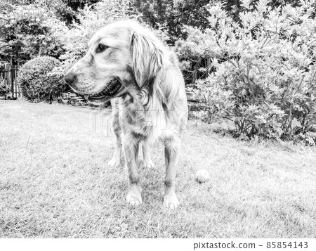 Golden Retrievers are very smart dog that are loyal and friendly 85854143