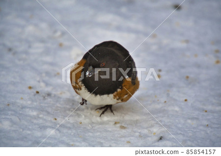 Spotted towhee staying on the snow Burnaby British Columbia Canada Spotted towhee staying on the snow Burnaby British Columbia Canada 85854157