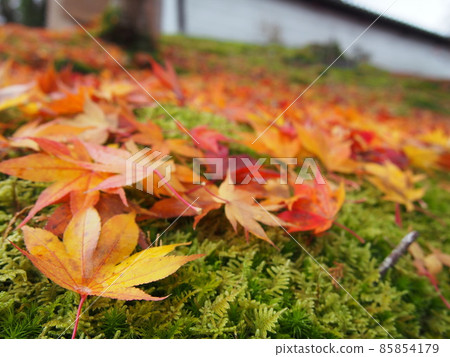 Autumn leaves of maple leaves lined up on moss 85854179